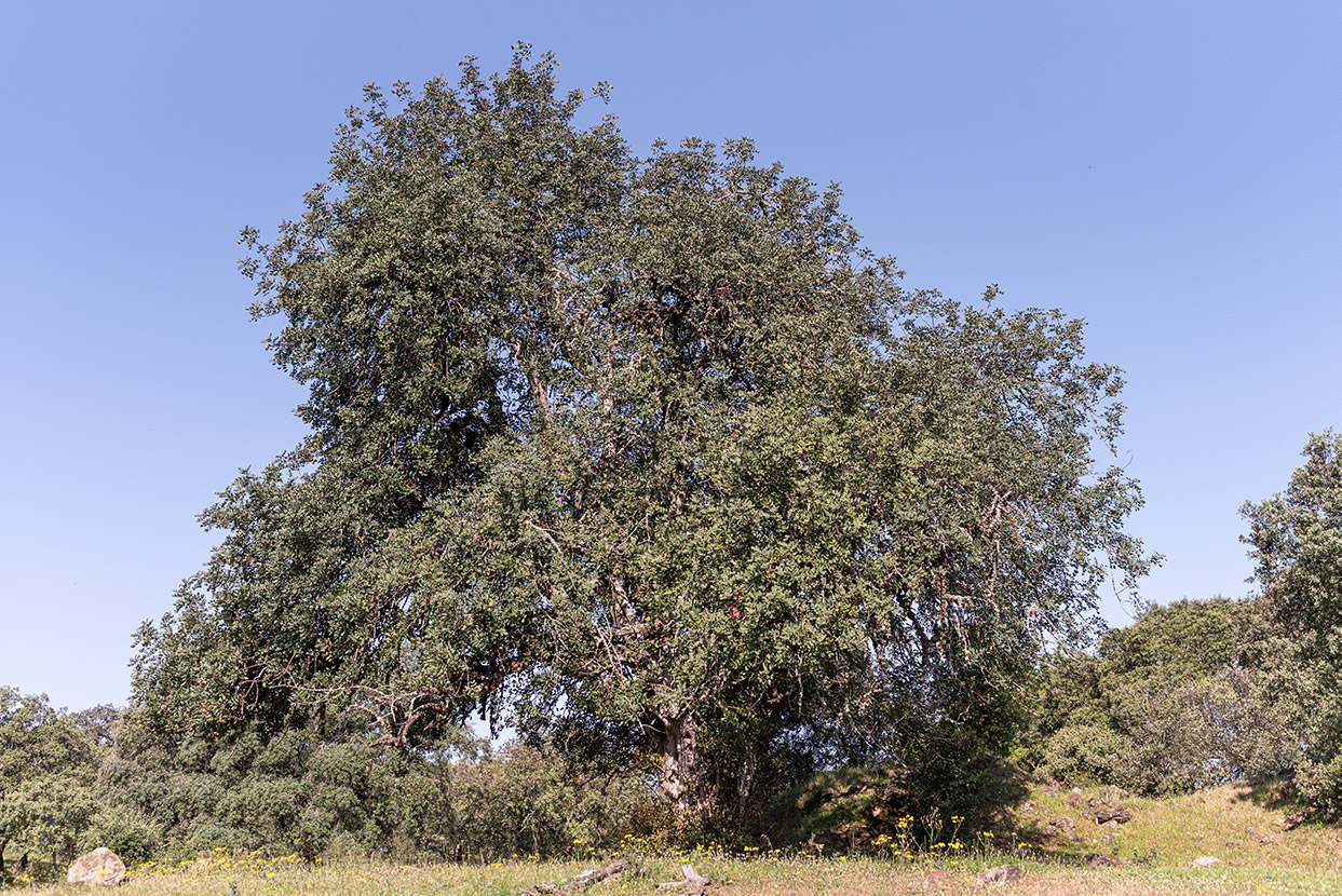Ceratonia siliqua L.