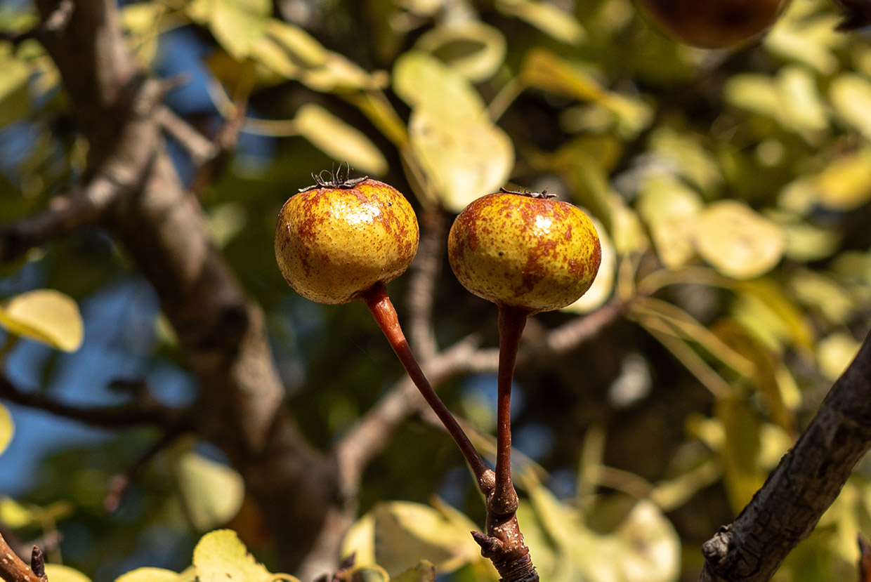 Pyrus bourgaeana Decne.