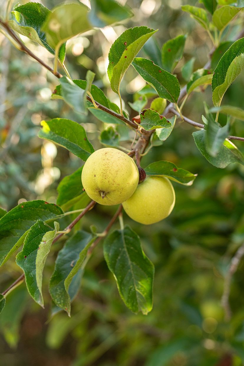 Malus sylvestris L. Miller