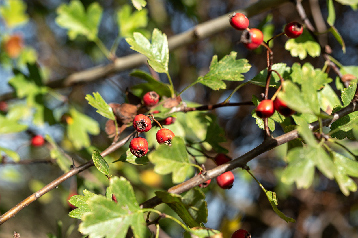 Crataegus monogyna Jacq.