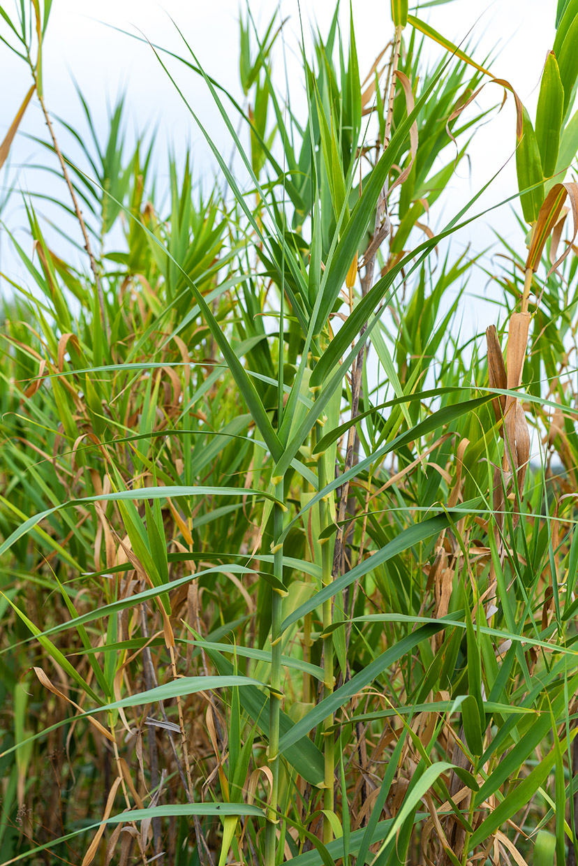 Arundo donax L.