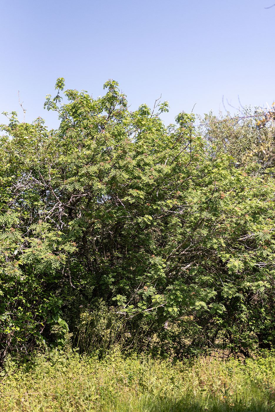 Sorbus domestica L.