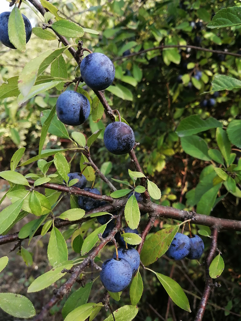 Prunus spinosa L.