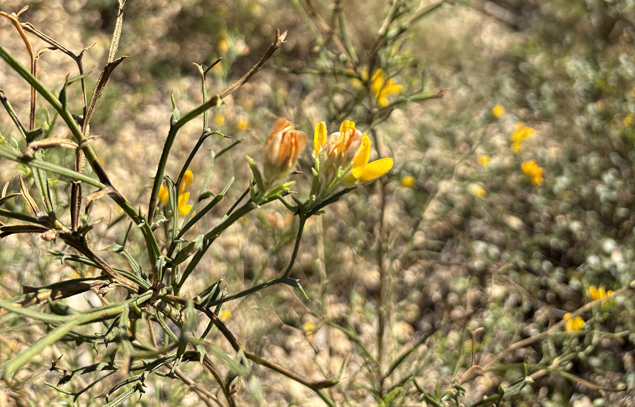 Genista tridentata L.