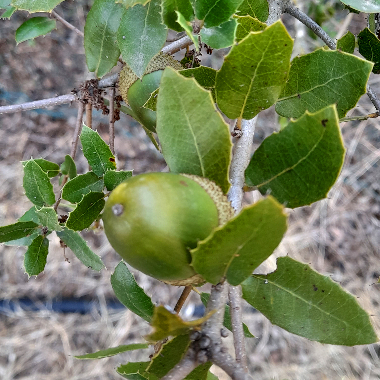 Quercus coccifera L.