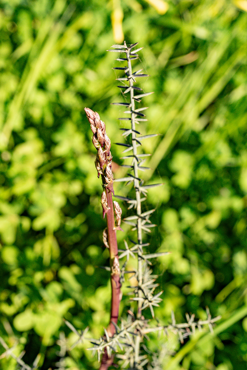 Asparagus acutifolius L.