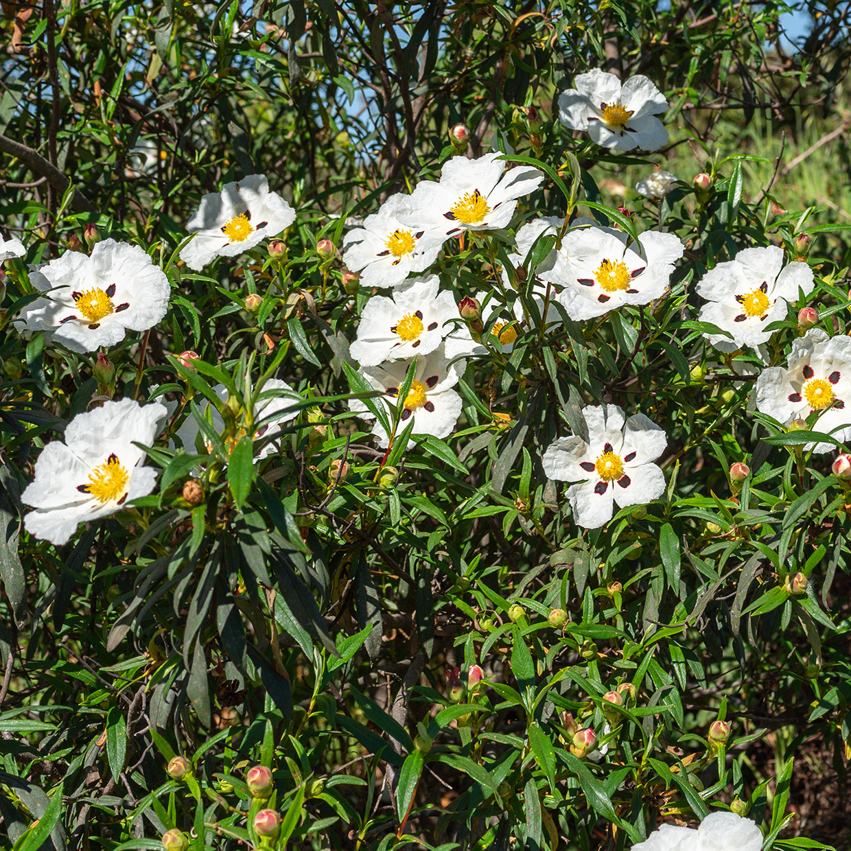Cistus ladanifer L.