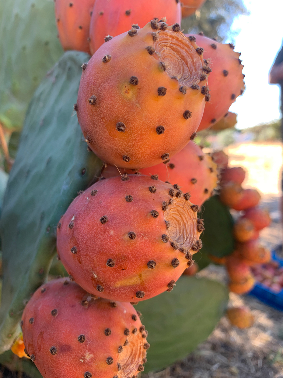 Opuntia ficus-indica L. Mill.
