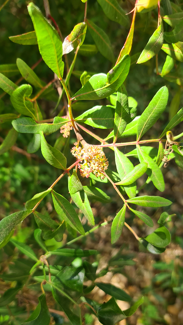 Pistacia lentiscus L.