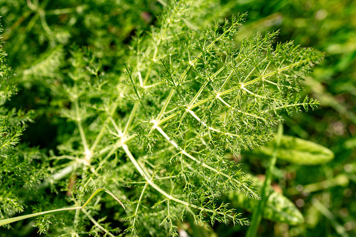Foeniculum vulgare Mill.
