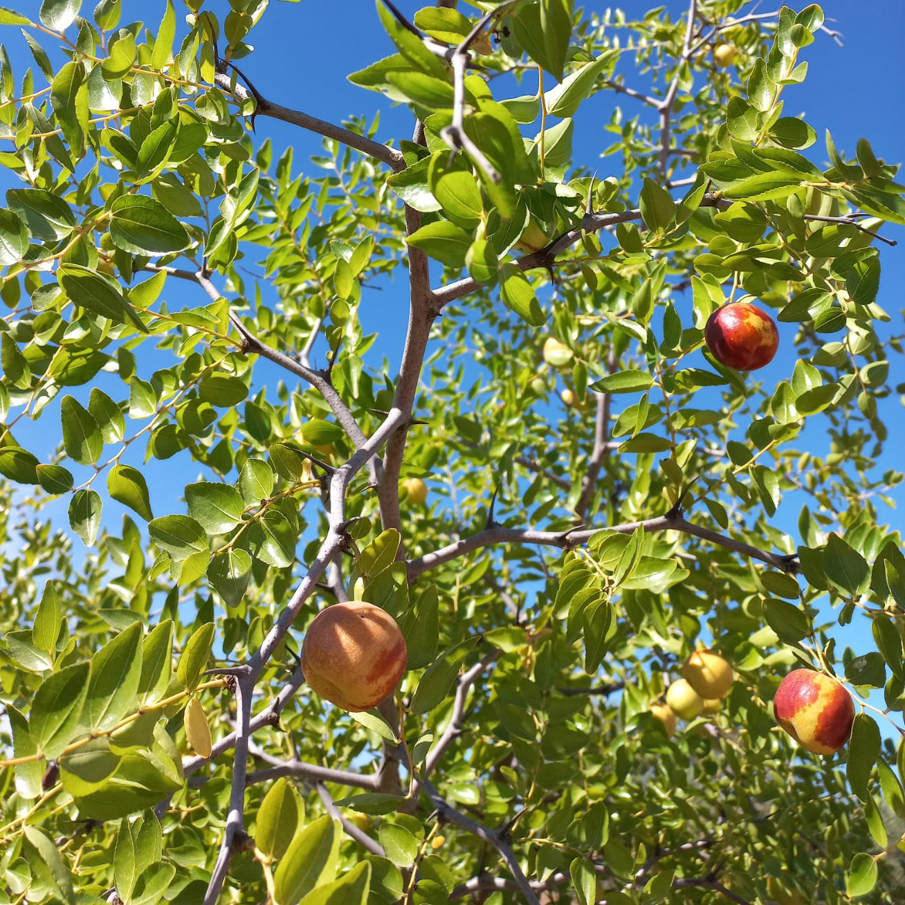 Ziziphus jujuba L. Lam.