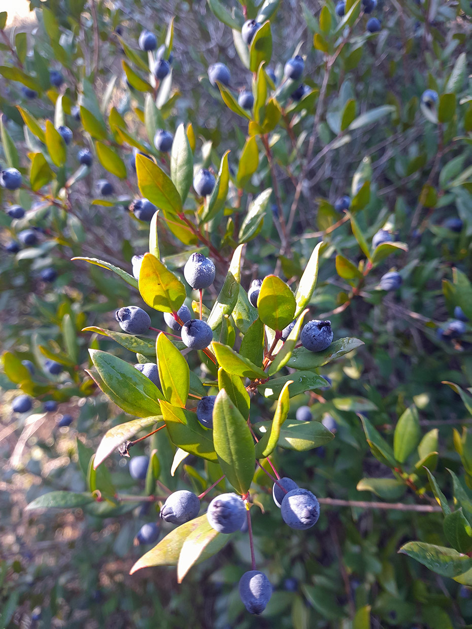 Myrtus communis L.