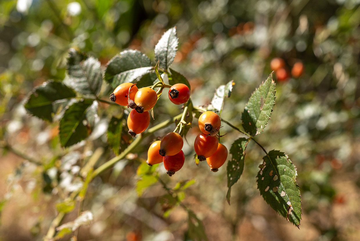Rosa canina L.
