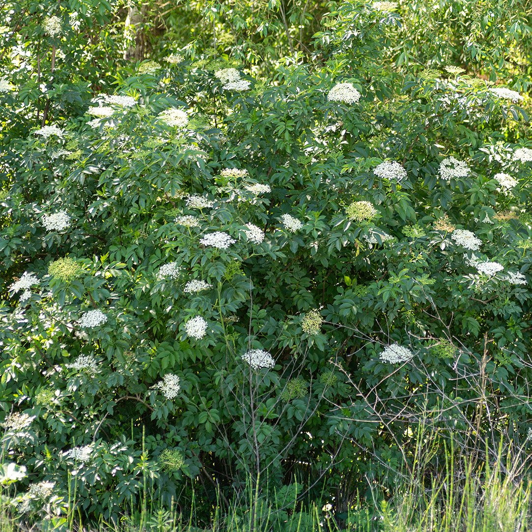 Sambucus nigra L.
