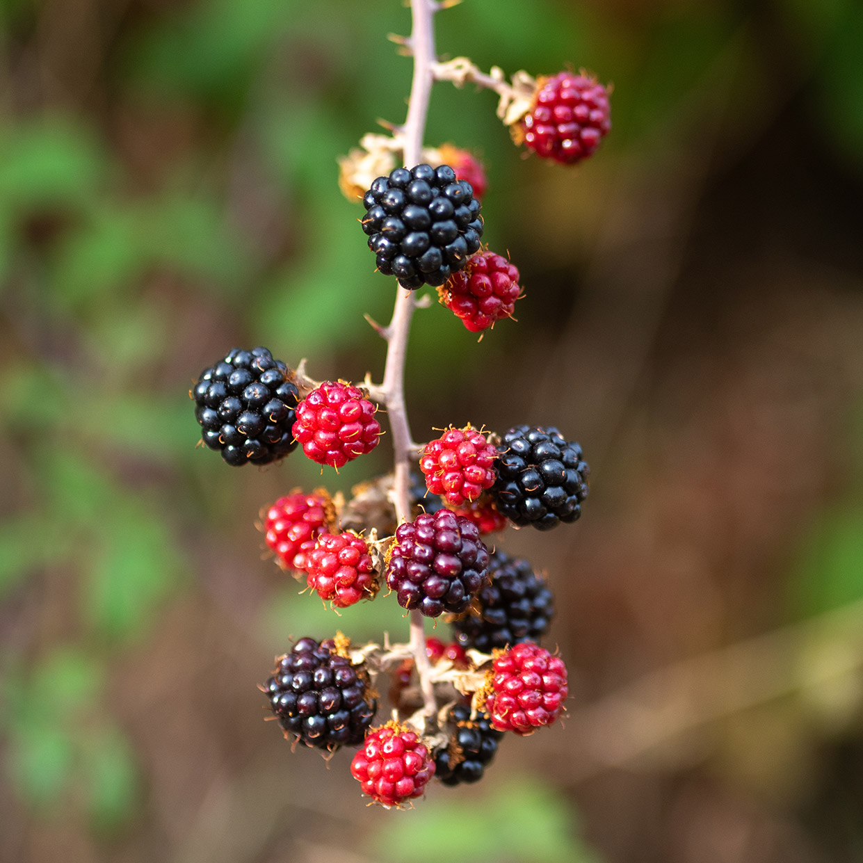 Rubus ulmifolius var. ulmifolius Schott