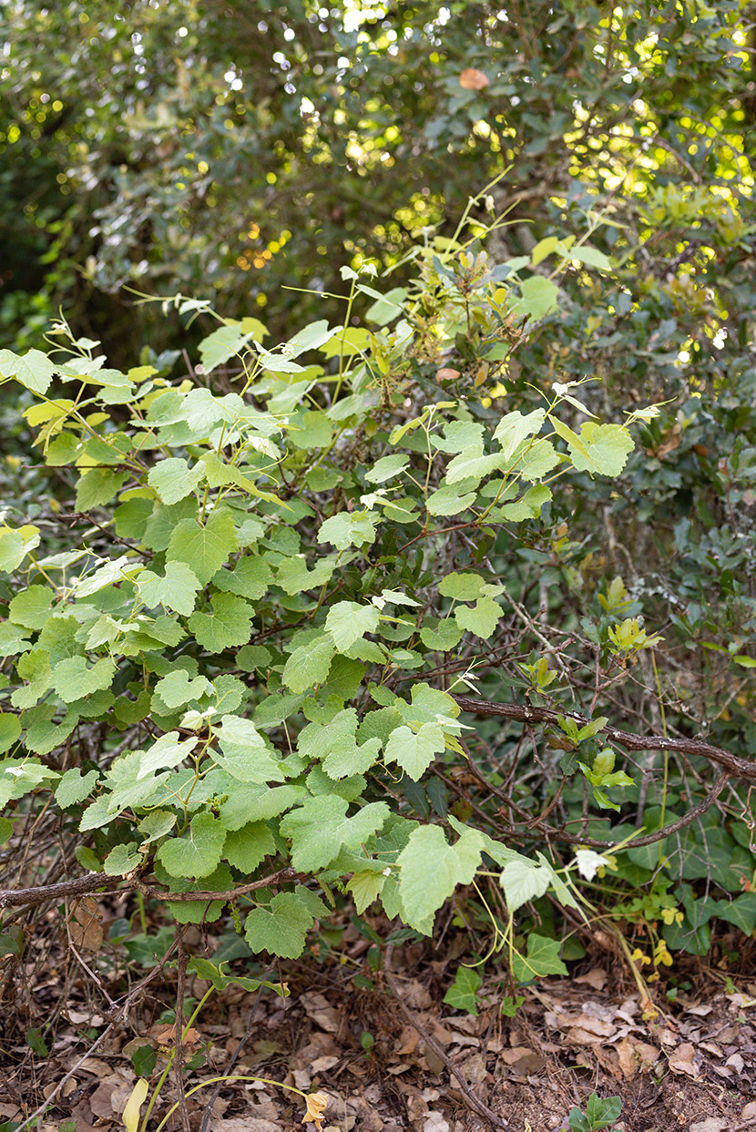 Vitis vinifera subsp. sylvestris L.