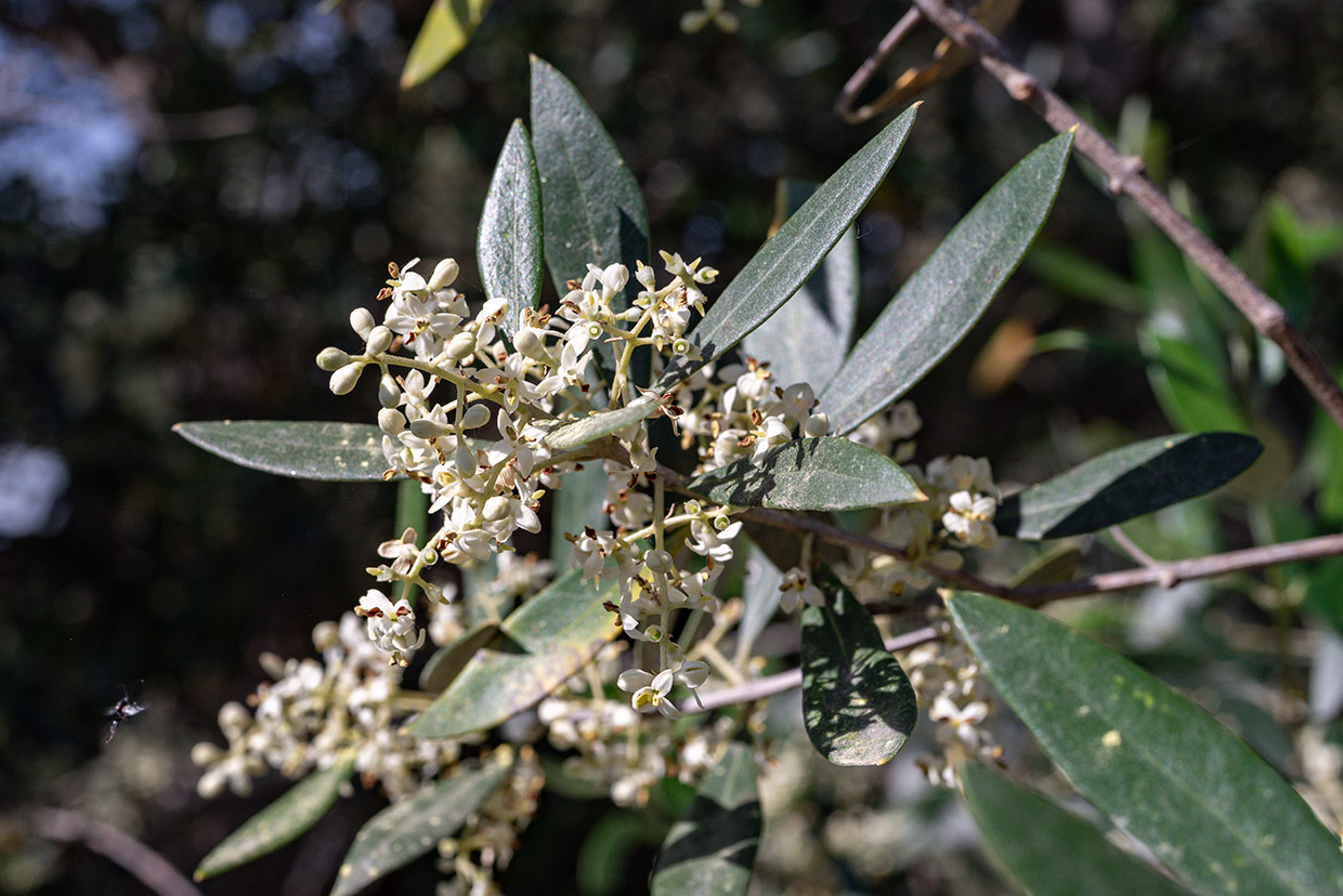 Olea europaea var. sylvestris (Mill.) Hegi